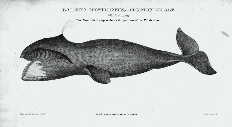 il-respiro-della-balena_2