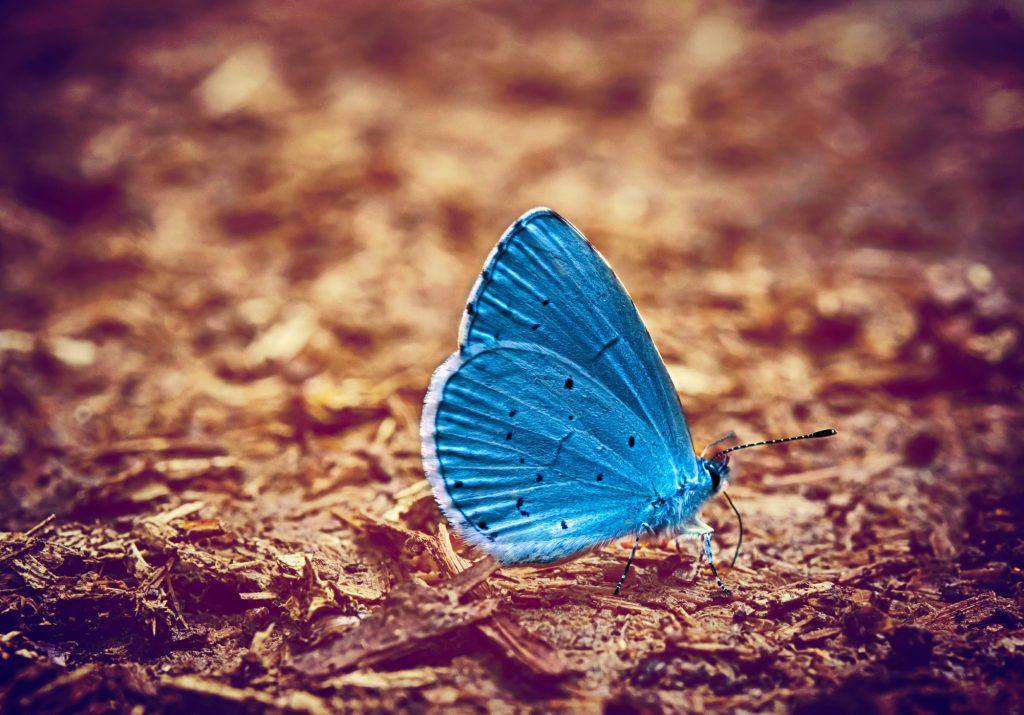 Effetto Farfalla