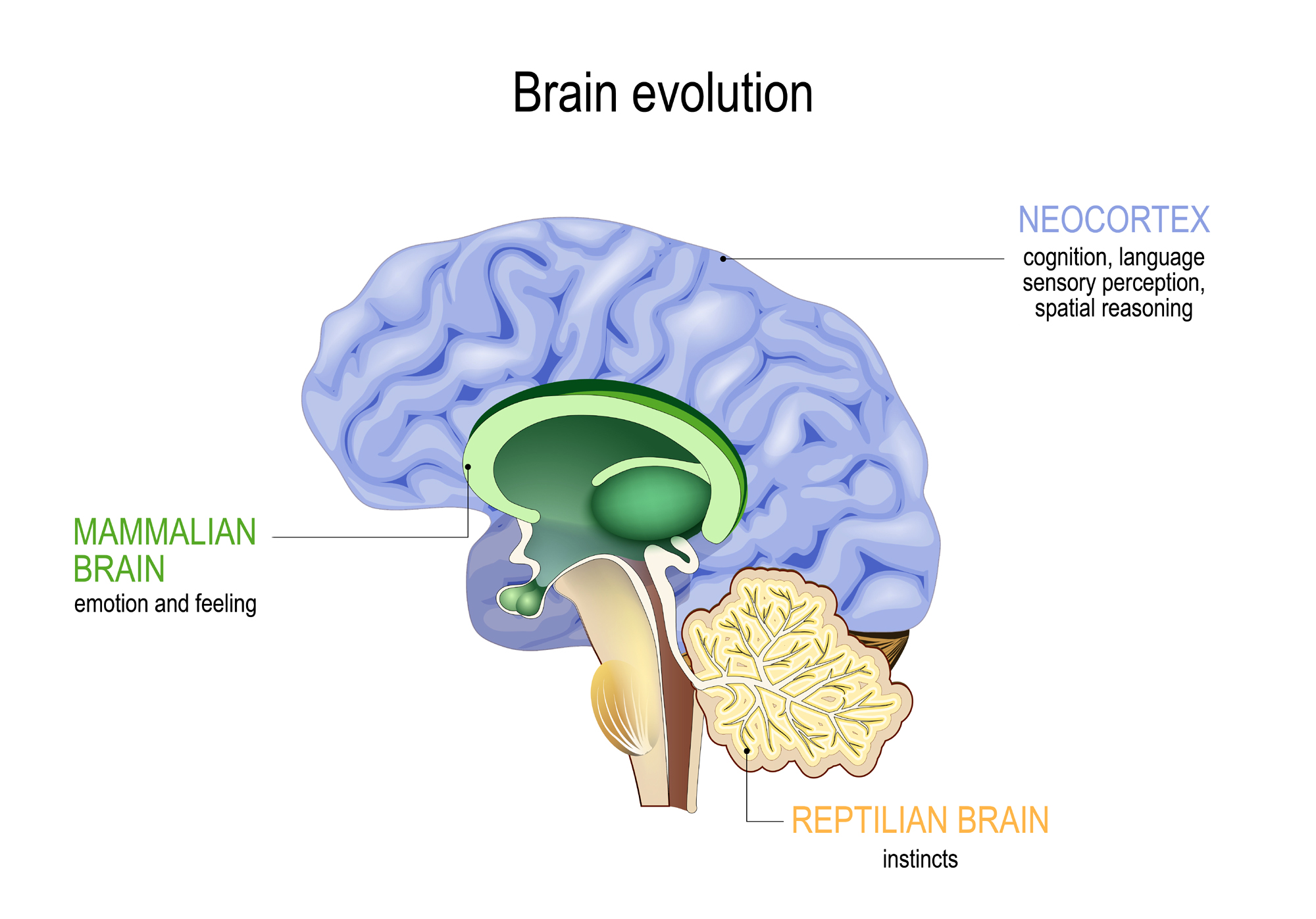 Rappresentazione del cervello