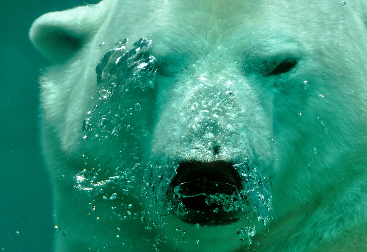 Polar-bear-bonifacio-acqua